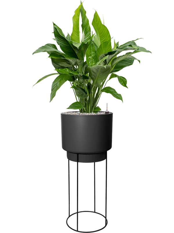 Spathiphyllum 'Sweet Lauretta' in B. For Studio Office Plant With Pot 133cm Height 28cm Dia