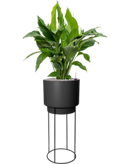 Spathiphyllum 'Sweet Lauretta' in B. For Studio Office Plant With Pot 133cm Height 28cm Dia