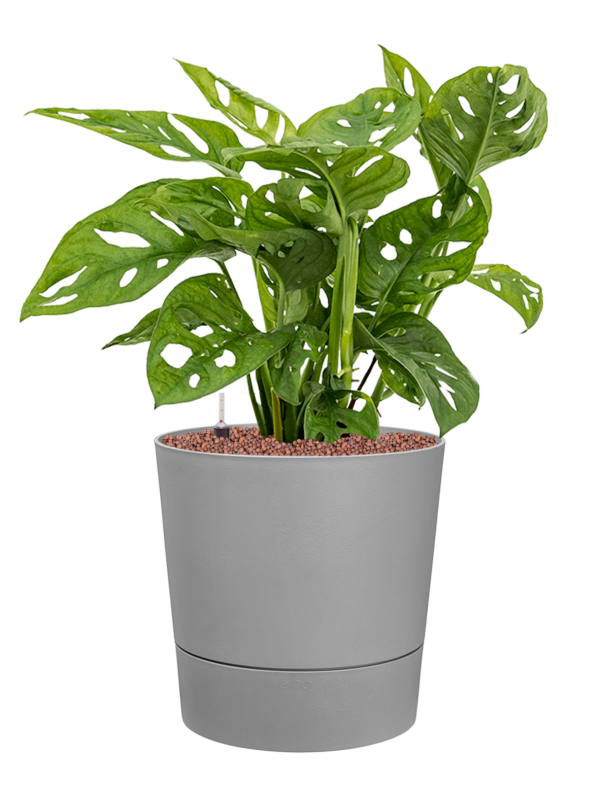 Monstera obliqua in Greensense Aqua Care Office Plant With Pot 62cm Height 28.5cm Dia