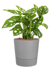 Monstera obliqua in Greensense Aqua Care Office Plant With Pot 62cm Height 28.5cm Dia