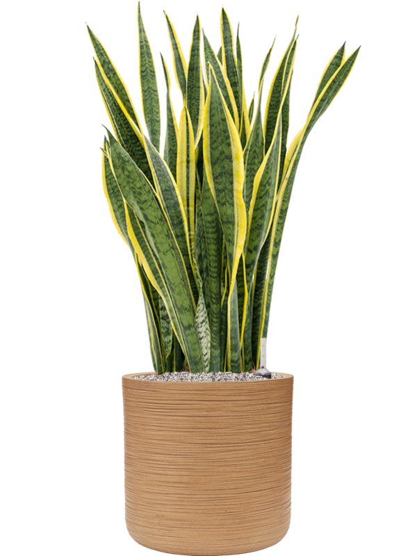 Sansevieria trifasciata 'Laurentii' in Baq Dune Office Plant With Pot 112cm Height cm Dia