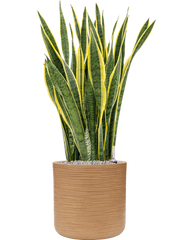 Sansevieria trifasciata 'Laurentii' in Baq Dune Office Plant With Pot 112cm Height cm Dia