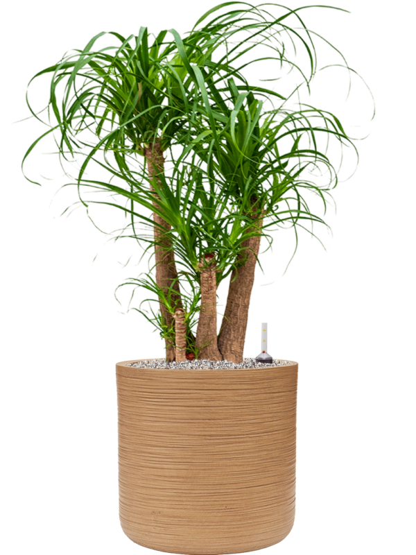 Beaucarnea recurvata in Baq Dune Office Plant With Pot 104cm Height cm Dia