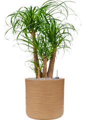 Beaucarnea recurvata in Baq Dune Office Plant With Pot 104cm Height cm Dia