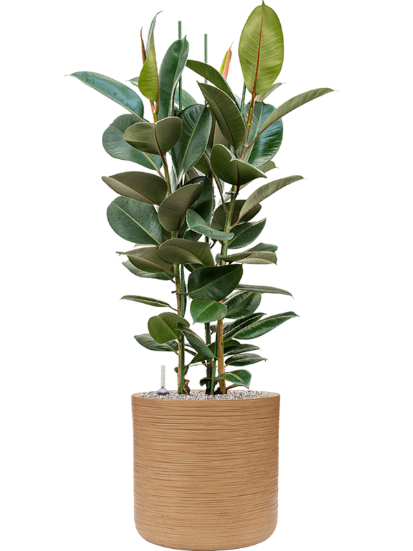Ficus elastica 'Robusta' in Baq Dune Office Plant With Pot 126cm Height cm Dia