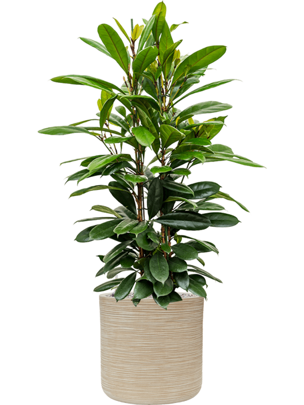 Ficus cyathistipula in Baq Dune Office Plant With Pot 132cm Height cm Dia