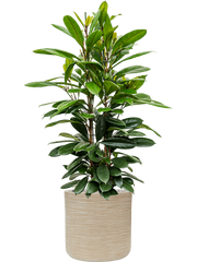 Ficus cyathistipula in Baq Dune Office Plant With Pot 132cm Height cm Dia