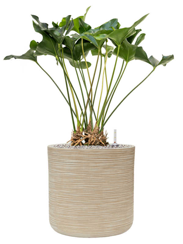 Anthurium 'Arrow' in Baq Dune Office Plant With Pot 91cm Height cm Dia
