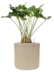 Anthurium 'Arrow' in Baq Dune Office Plant With Pot 91cm Height cm Dia