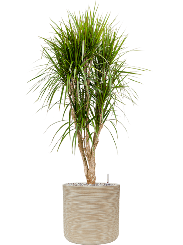 Dracaena marginata in Baq Dune Office Plant With Pot 145cm Height cm Dia