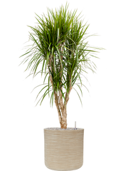 Dracaena marginata in Baq Dune Office Plant With Pot 145cm Height cm Dia