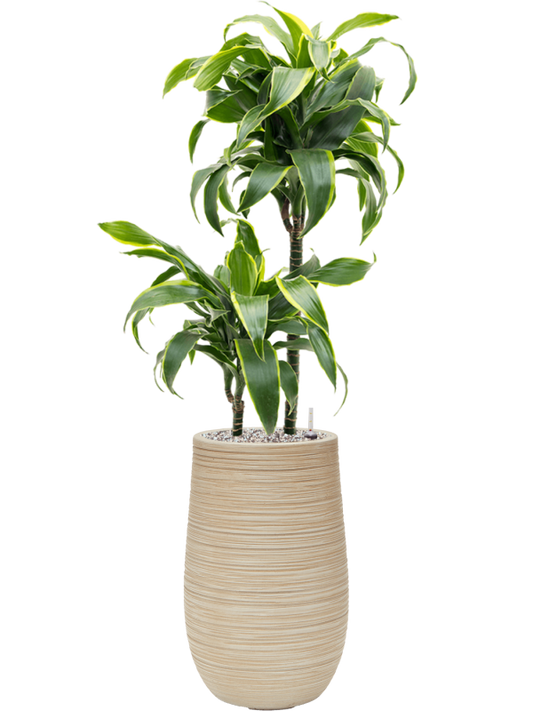 Dracaena fragrans 'Dorado' in Baq Dune Office Plant With Pot 100cm Height cm Dia