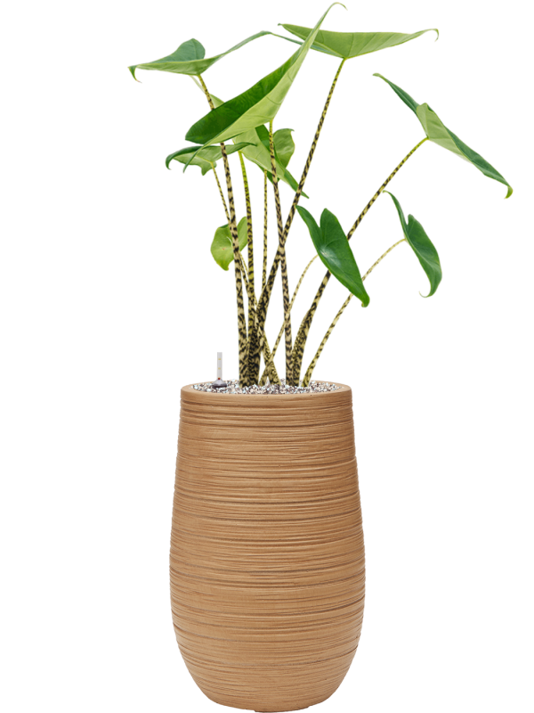 Alocasia zebrina in Baq Dune Office Plant With Pot 85cm Height cm Dia