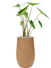 Alocasia zebrina in Baq Dune Office Plant With Pot 85cm Height cm Dia