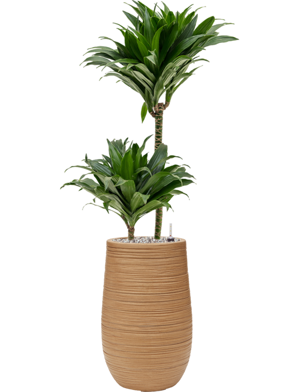 Dracaena fragrans 'Compacta' in Baq Dune Office Plant With Pot 101cm Height cm Dia