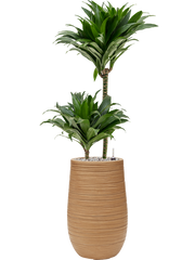 Dracaena fragrans 'Compacta' in Baq Dune Office Plant With Pot 101cm Height cm Dia