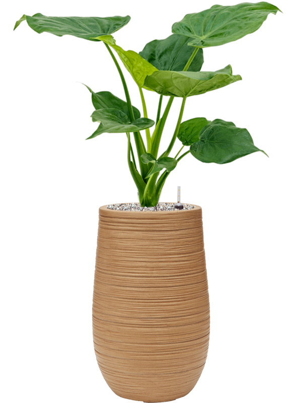 Alocasia cucullata in Baq Dune Office Plant With Pot 80cm Height cm Dia