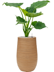 Alocasia cucullata in Baq Dune Office Plant With Pot 80cm Height cm Dia