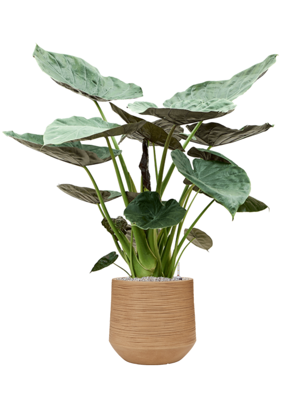 Alocasia Wentii in Baq Dune Office Plant With Pot 133cm Height cm Dia