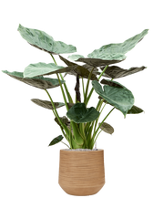 Alocasia Wentii in Baq Dune Office Plant With Pot 133cm Height cm Dia