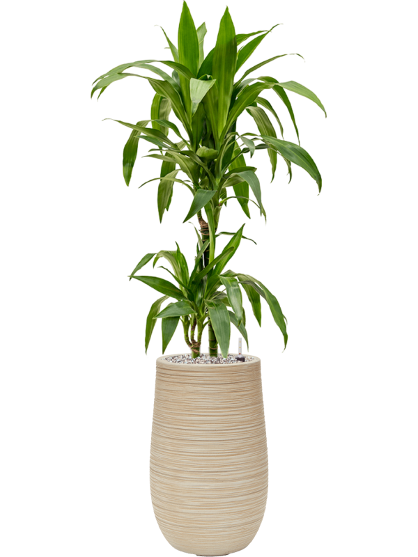 Dracaena fragrans 'Janet Craig' in Baq Dune Office Plant With Pot 110cm Height cm Dia