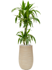 Dracaena fragrans 'Janet Craig' in Baq Dune Office Plant With Pot 110cm Height cm Dia