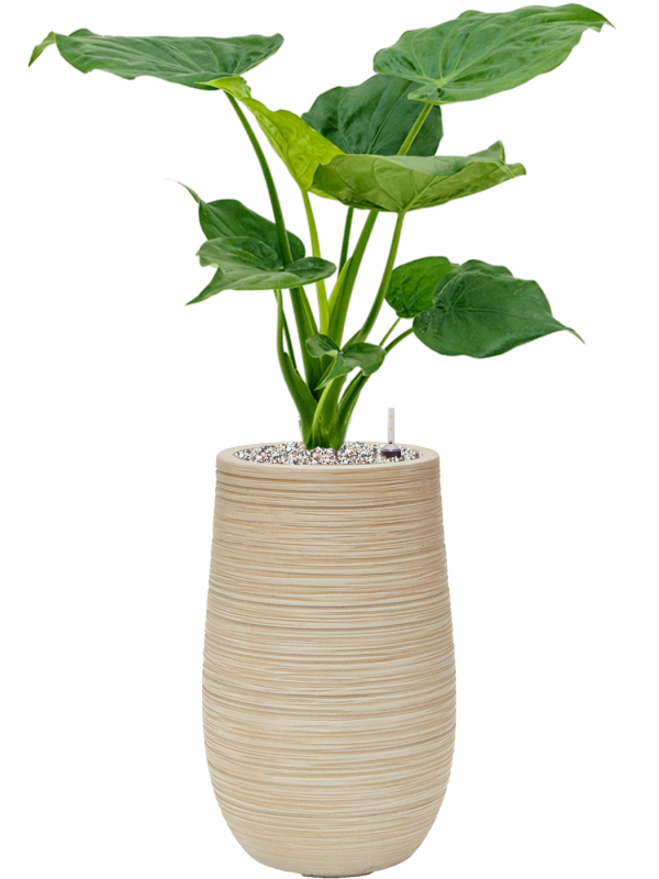 Alocasia cucullata in Baq Dune Office Plant With Pot 80cm Height cm Dia