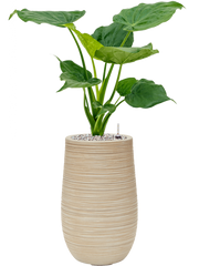 Alocasia cucullata in Baq Dune Office Plant With Pot 80cm Height cm Dia