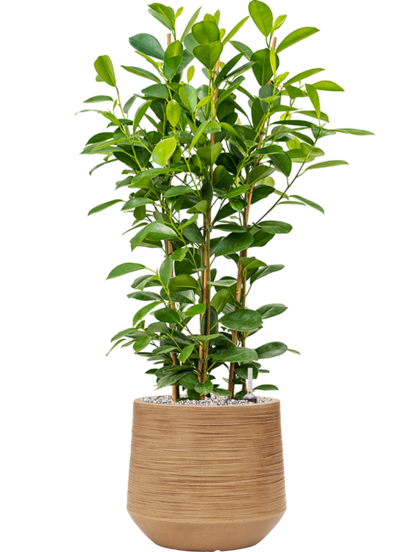 Ficus microcarpa 'Moclame' in Baq Dune Office Plant With Pot 91cm Height cm Dia
