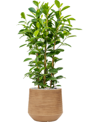 Ficus microcarpa 'Moclame' in Baq Dune Office Plant With Pot 91cm Height cm Dia