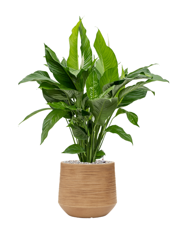 Spathiphyllum 'Sweet Lauretta' in Baq Dune Office Plant With Pot 90cm Height cm Dia