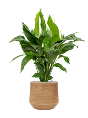 Spathiphyllum 'Sweet Lauretta' in Baq Dune Office Plant With Pot 90cm Height cm Dia
