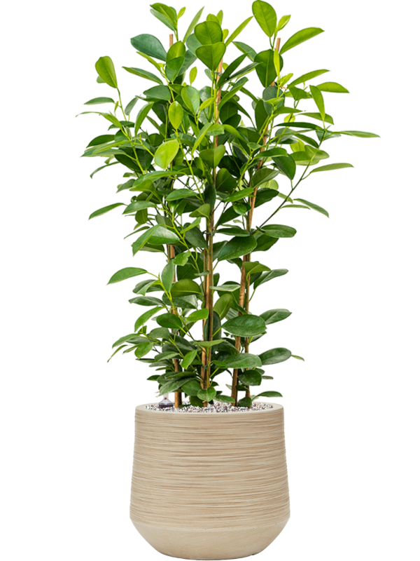 Ficus microcarpa 'Moclame' in Baq Dune Office Plant With Pot 91cm Height cm Dia