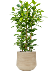Ficus microcarpa 'Moclame' in Baq Dune Office Plant With Pot 91cm Height cm Dia