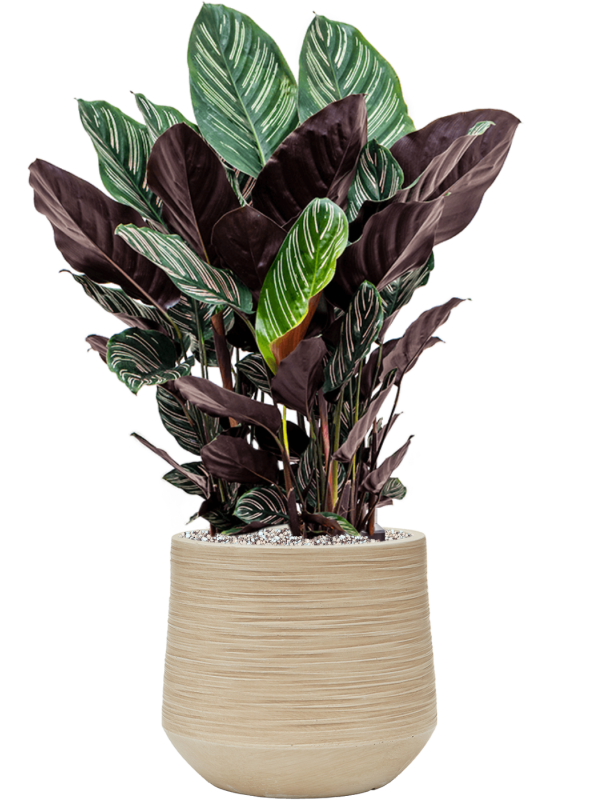 Calathea sanderiana in Baq Dune Office Plant With Pot 76cm Height cm Dia