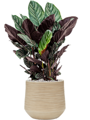 Calathea sanderiana in Baq Dune Office Plant With Pot 76cm Height cm Dia