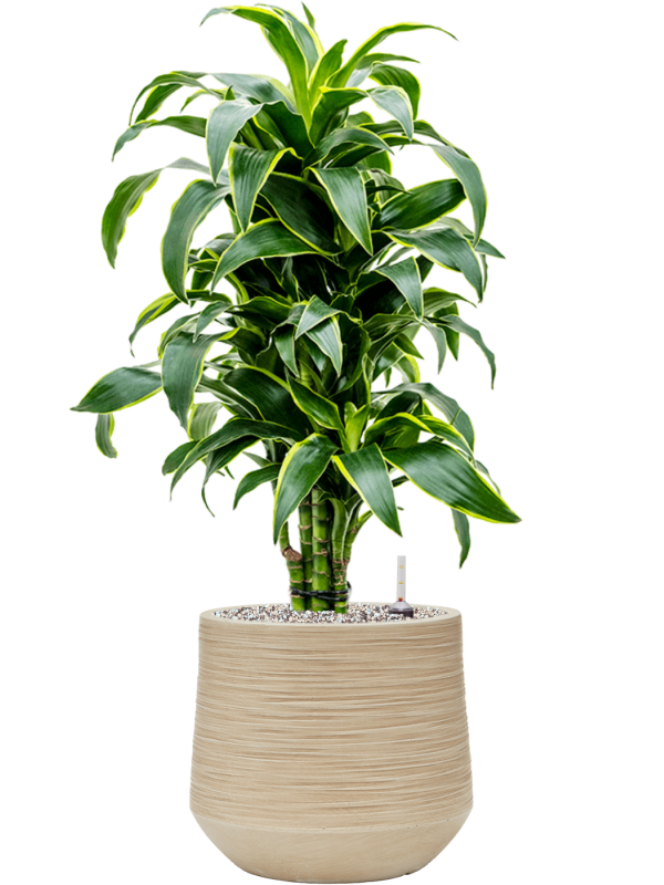 Dracaena fragrans 'Dorado' in Baq Dune Office Plant With Pot 81cm Height cm Dia