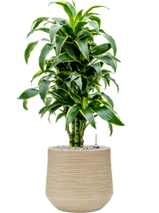 Dracaena fragrans 'Dorado' in Baq Dune Office Plant With Pot 81cm Height cm Dia