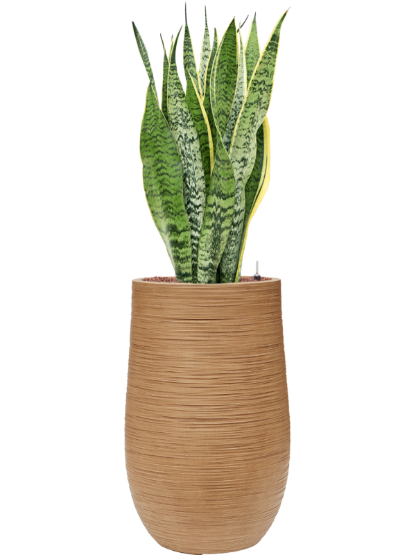 Sansevieria trifasciata 'Laurentii' in Baq Dune Office Plant With Pot 110cm Height 27cm Dia