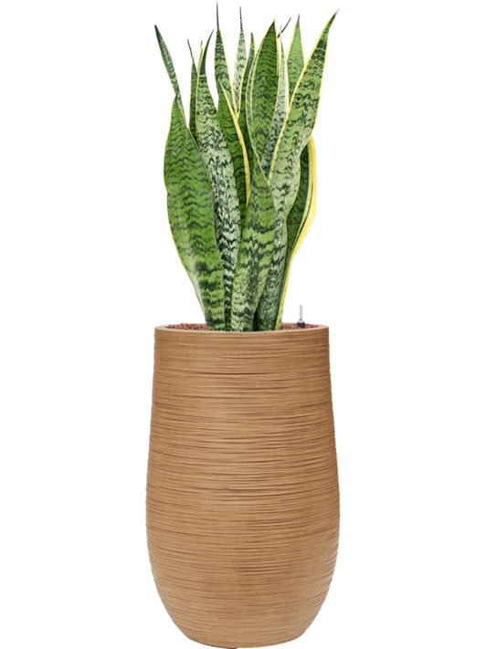 Sansevieria trifasciata 'Laurentii' in Baq Dune Office Plant With Pot 110cm Height 27cm Dia