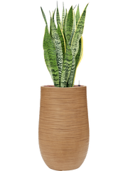 Sansevieria trifasciata 'Laurentii' in Baq Dune Office Plant With Pot 110cm Height 27cm Dia