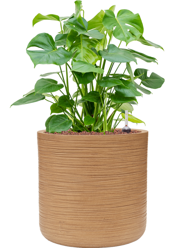 Monstera deliciosa in Baq Dune Office Plant With Pot 78cm Height 32cm Dia