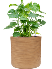 Monstera deliciosa in Baq Dune Office Plant With Pot 78cm Height 32cm Dia