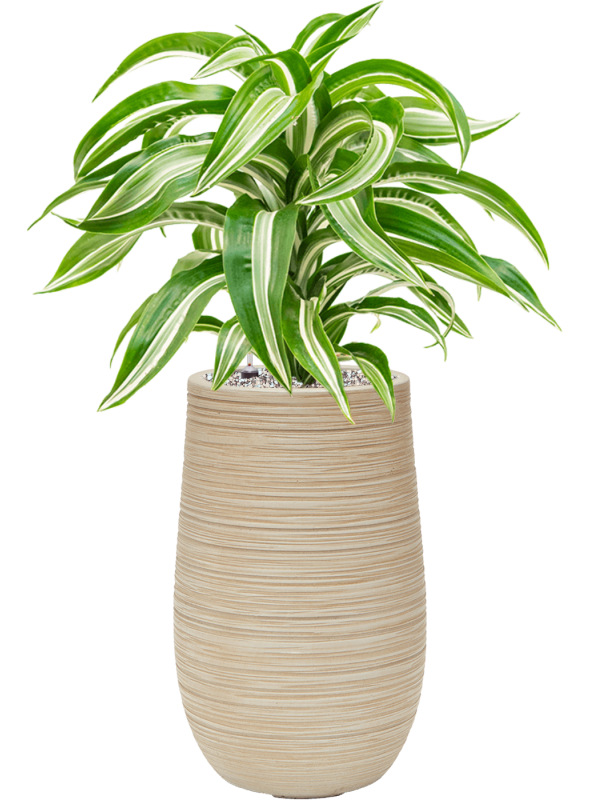 Dracaena fragrans 'Jade Jewel' in Baq Dune Office Plant With Pot 73cm Height 18cm Dia