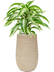 Dracaena fragrans 'Jade Jewel' in Baq Dune Office Plant With Pot 73cm Height 18cm Dia