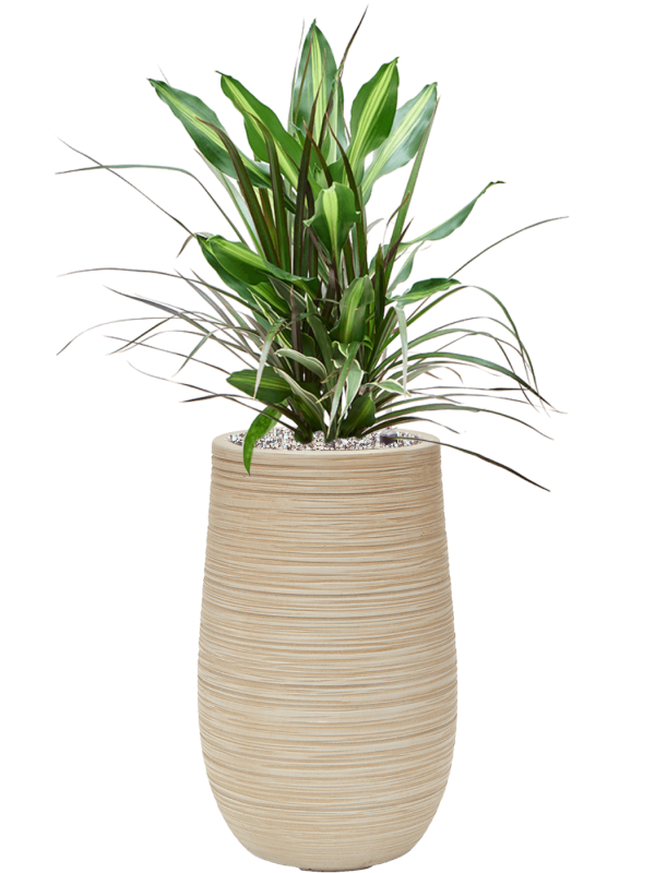 Dracaena combo in Baq Dune Office Plant With Pot 78cm Height 18cm Dia