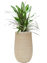 Dracaena combo in Baq Dune Office Plant With Pot 78cm Height 18cm Dia