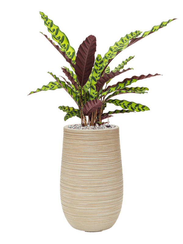 Calathea insignis in Baq Dune Office Plant With Pot 82cm Height 18cm Dia