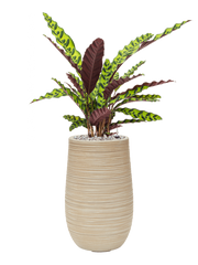 Calathea insignis in Baq Dune Office Plant With Pot 82cm Height 18cm Dia