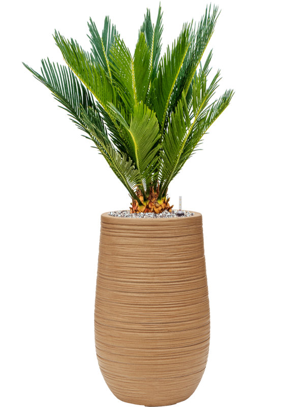 Cycas revoluta in Baq Dune Office Plant With Pot 83cm Height 18cm Dia